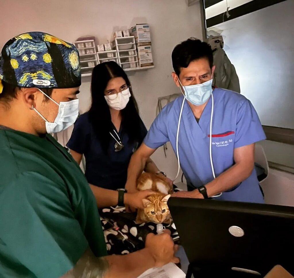 Veterinario Cardiólogo atendiendo pacientes felinos
